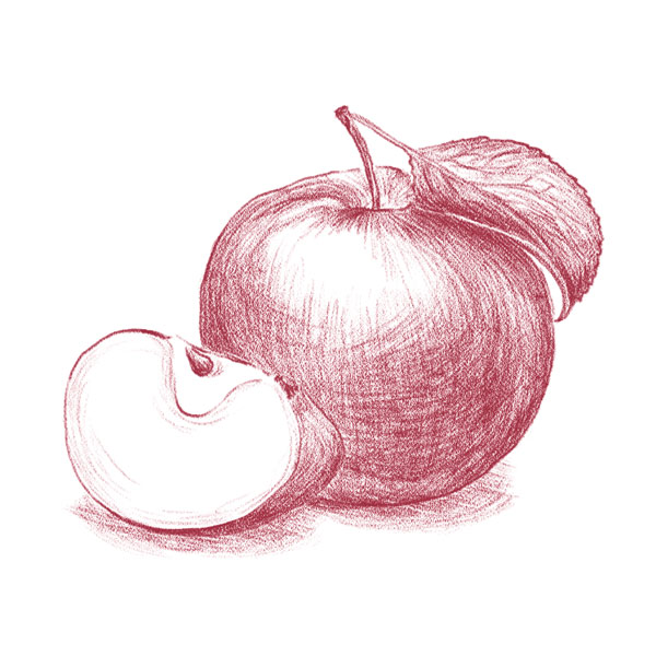 detaillierte Illustration_600
